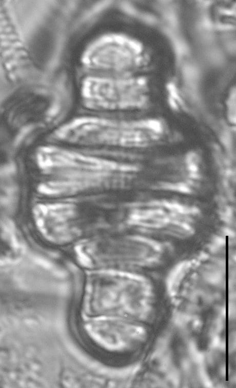 Tetracyclus emarginatus LM5