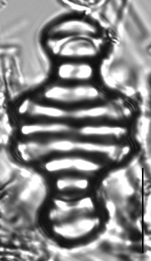 Tetracyclus emarginatus 12 H 2 126 DC22 71