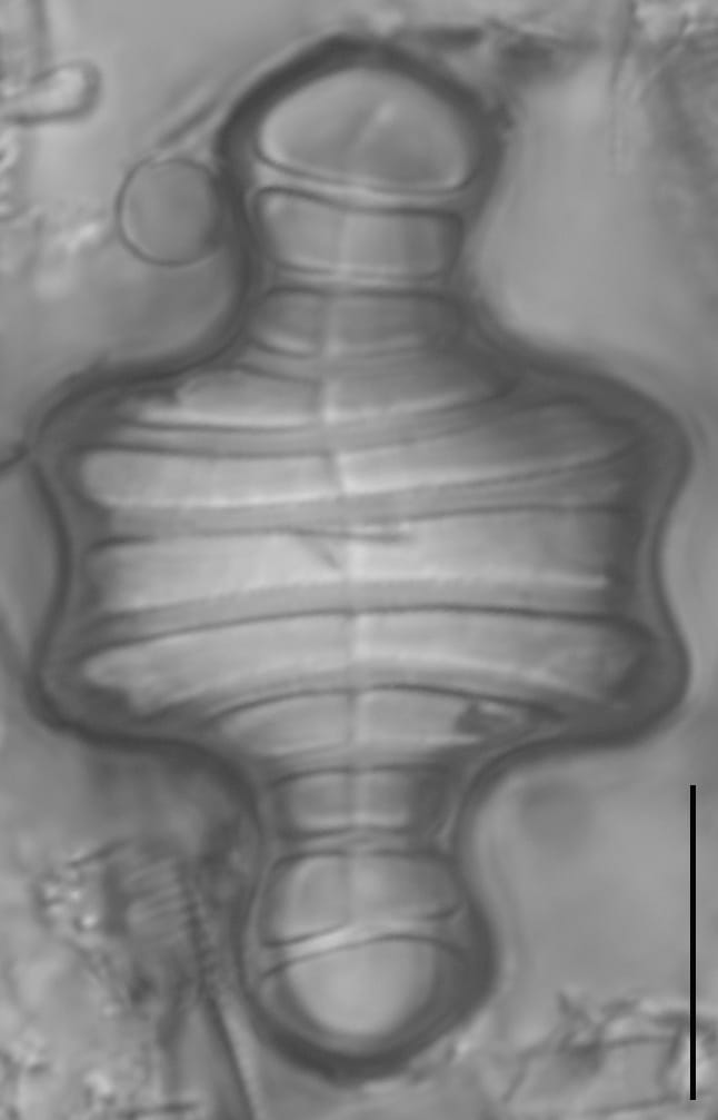 Tetracyclus emarginatus LM4