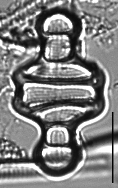 Tetracyclus emarginatus 12 H 2 26 DC22 70