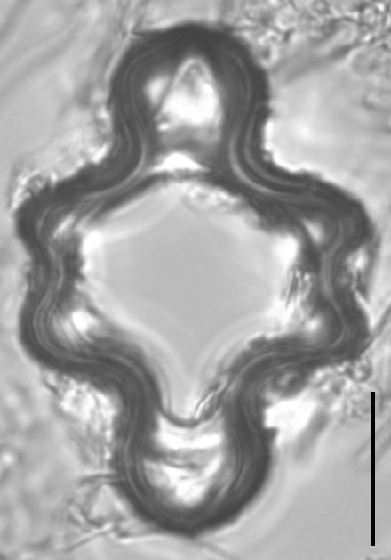 Tetracyclus emarginatus LM1