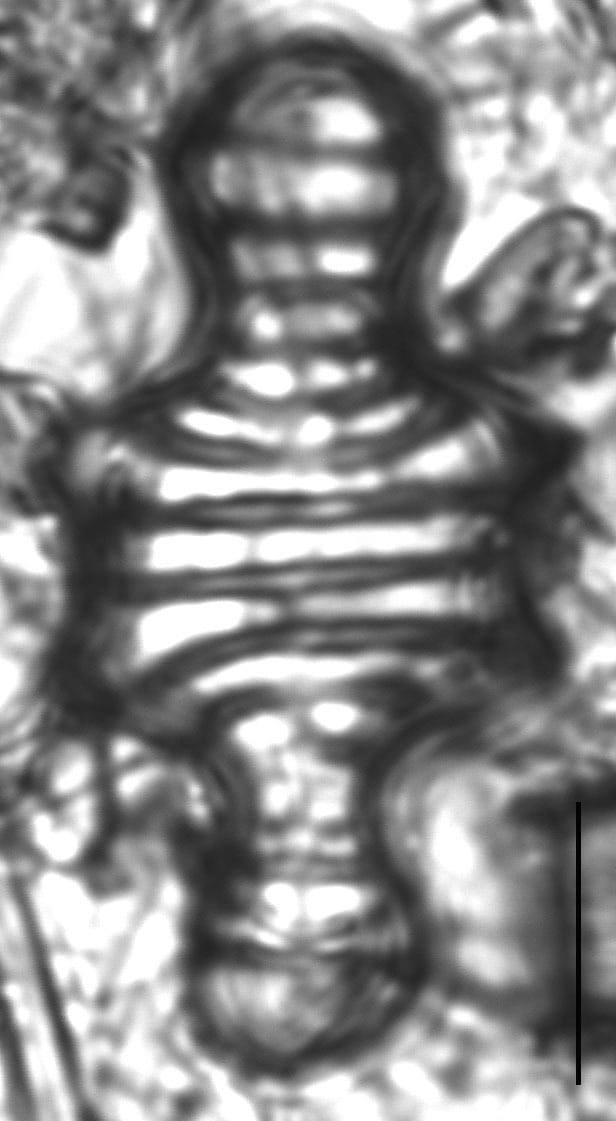 Tetracyclus emarginatus VC 12 H2 126 DC22 71