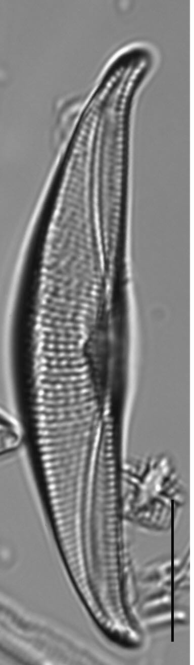 Tetramphora sulcata LM1