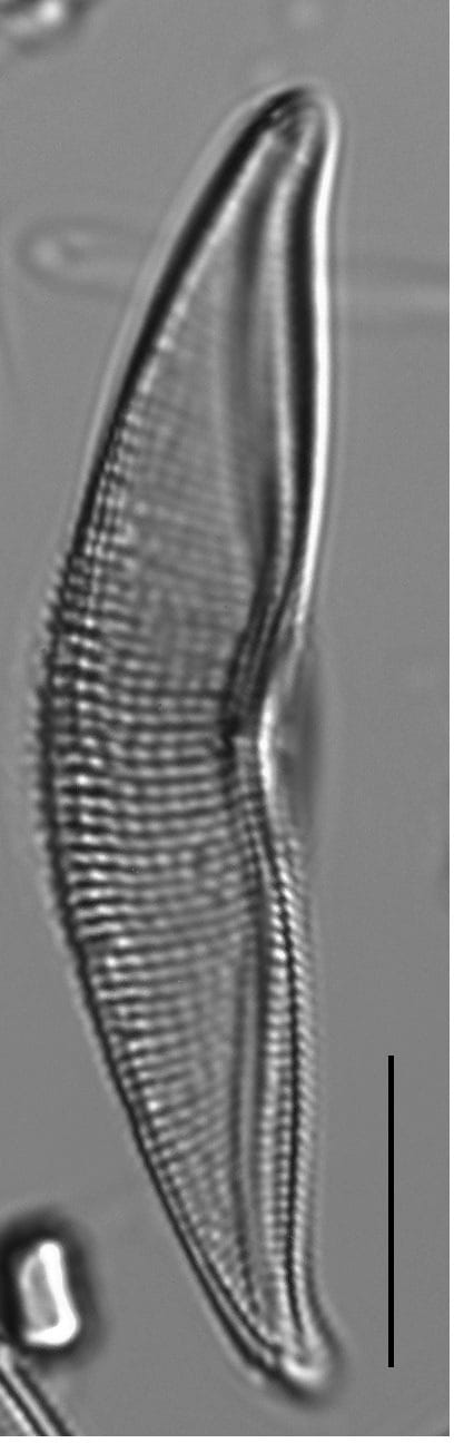 Tetramphora sulcata LM2