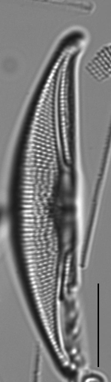 Tetramphora sulcata LM3