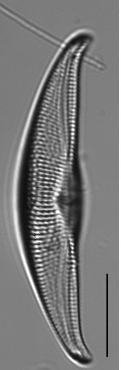 Tetramphora sulcata LM6
