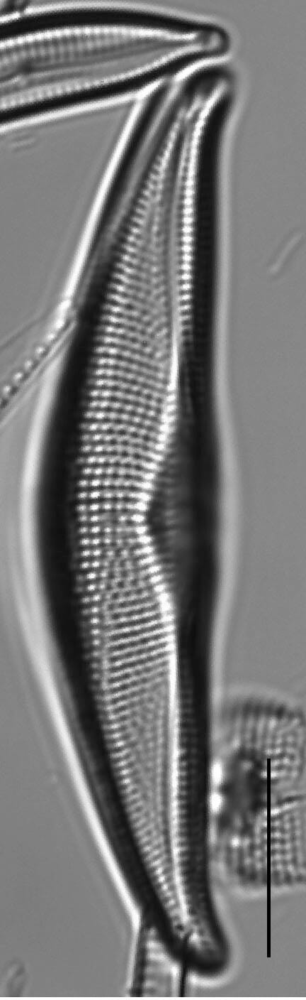 Tetramphora sulcata LM7