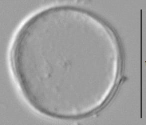 Thalassiosira minima LM5