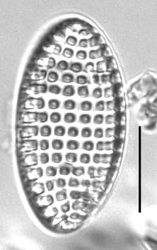 Tryblionella granulata LM4