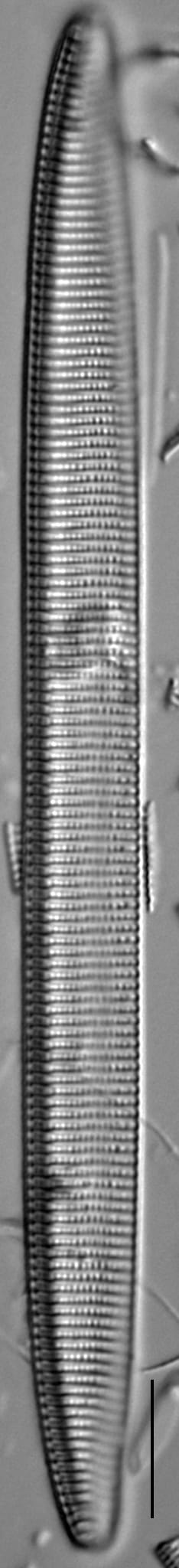 Tryblionella brunoi LM7