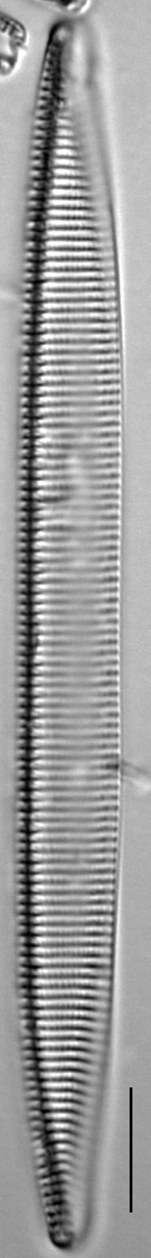 Tryblionella brunoi LM6