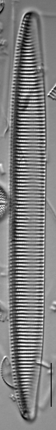 Tryblionella brunoi LM5