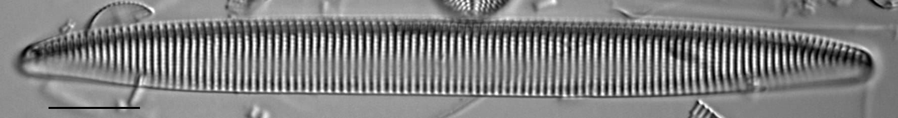 Tryblionella brunoi LM5