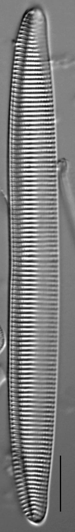 Tryblionella brunoi LM4