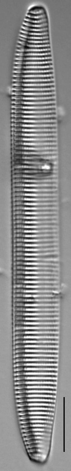 Tryblionella brunoi LM3