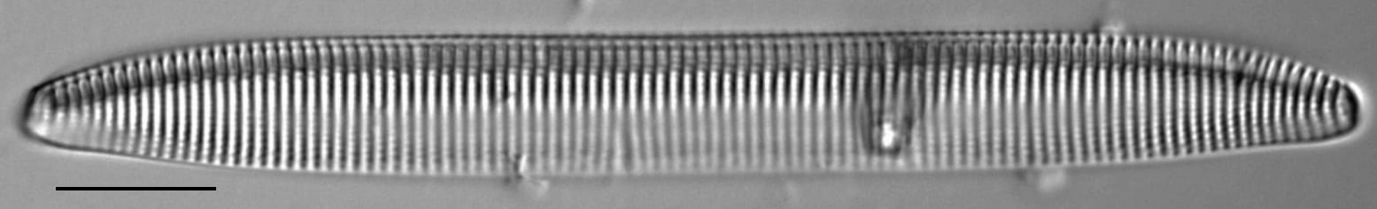 Tryblionella brunoi LM3