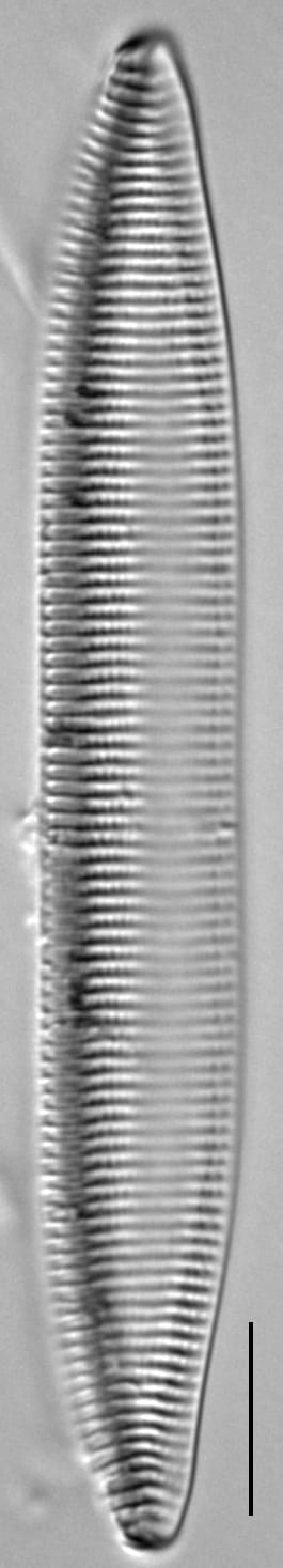 Tryblionella brunoi LM2