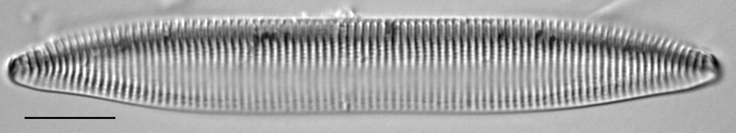 Tryblionella brunoi LM2