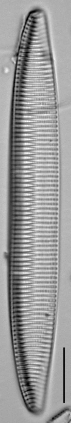 Tryblionella brunoi LM1