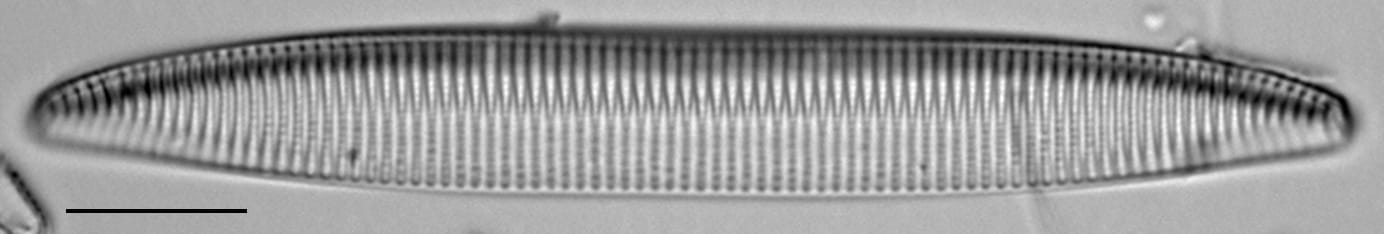 Tryblionella brunoi LM1