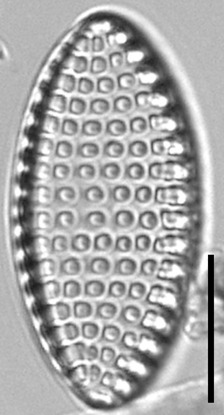 Tryblionella Granulata Lm5