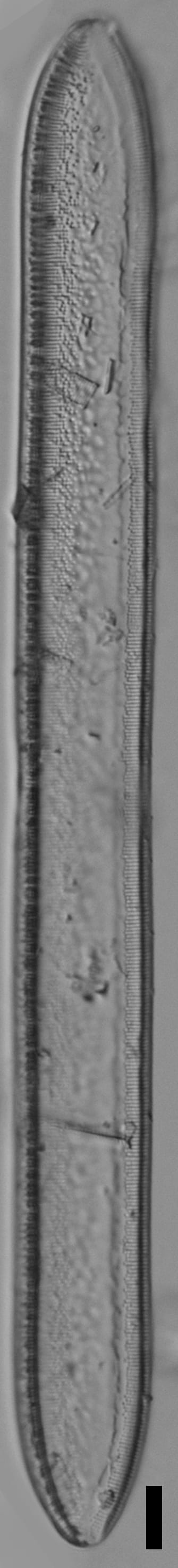 Tryblionella plana var fennica ANSP GC57716 13