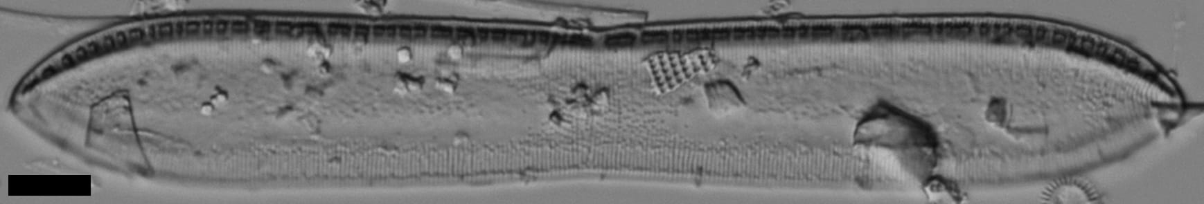 Tryblionella plana var fennica LM5