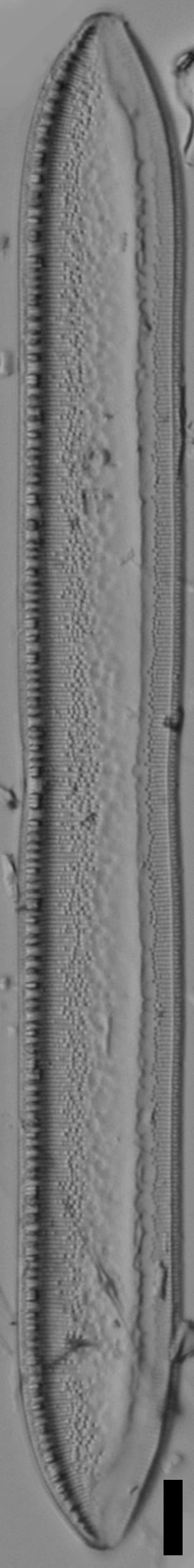 Tryblionella plana var fennica ANSP GC57717 16