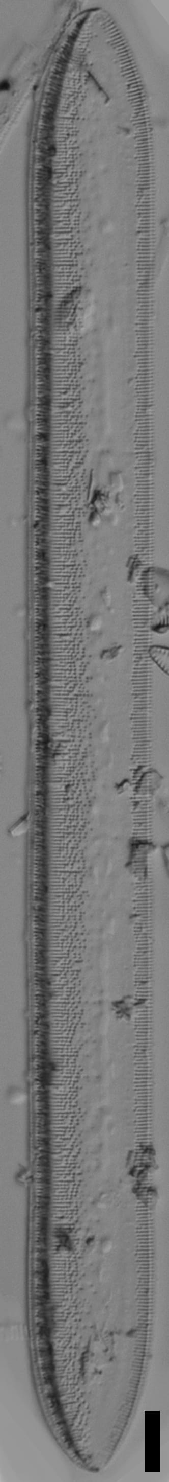 Tryblionella plana var fennica LM3