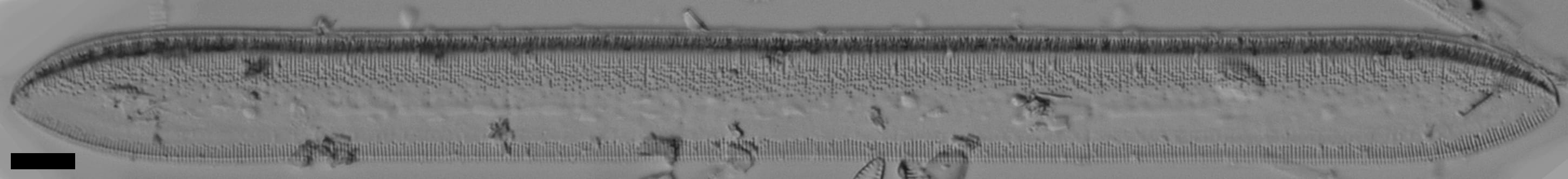 Tryblionella plana var fennica LM3