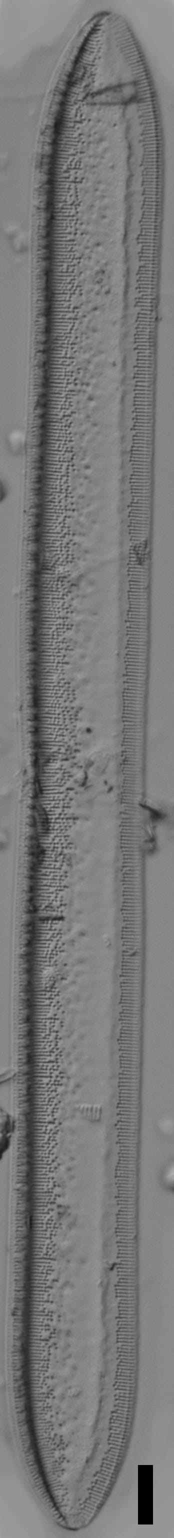 Tryblionella plana var fennica LM2