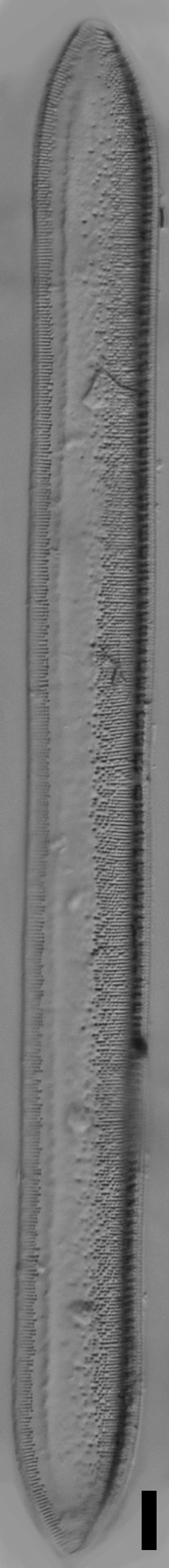 Tryblionella plana var fennica ANSP GC57717 24