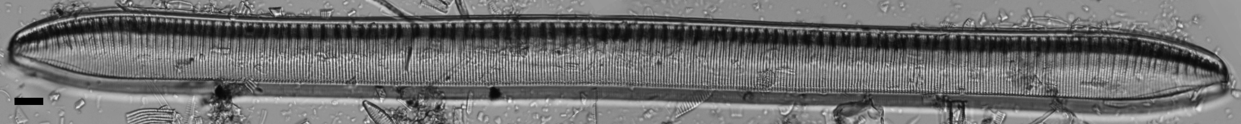 Tryblionella scalaris ANSP GC112902b 3b