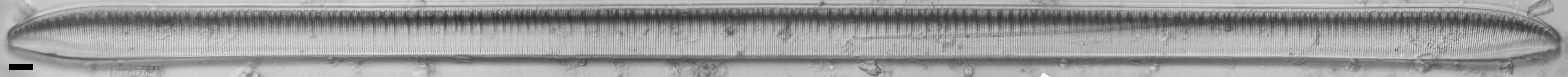 Tryblionella scalaris ANSP GC117913 1