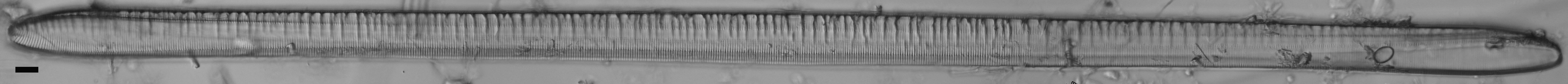 Tryblionella scalaris ANSP GC117913 10