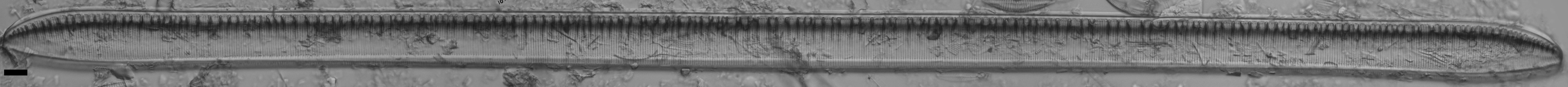 Tryblionella scalaris ANSP GC117913 6