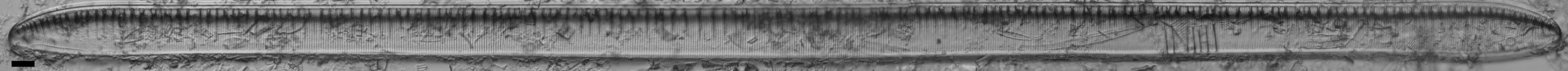 Tryblionella scalaris ANSP GC117913 9