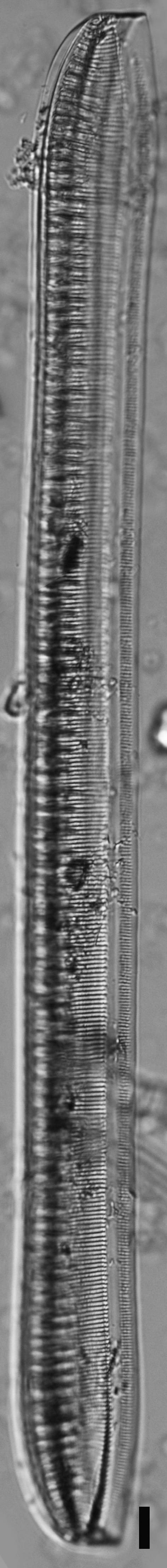 Tryblionella scalaris ANSP GC117914 13