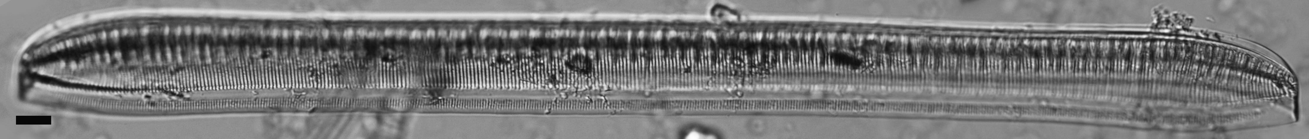 Tryblionella scalaris ANSP GC117914 13