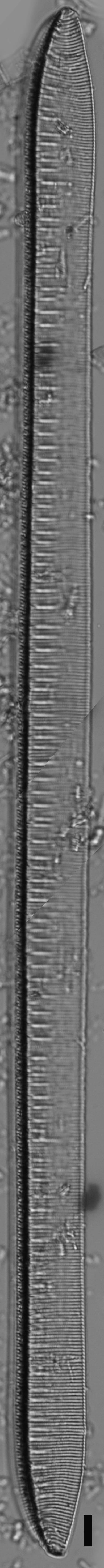 Tryblionella scalaris ANSP GC117914 14