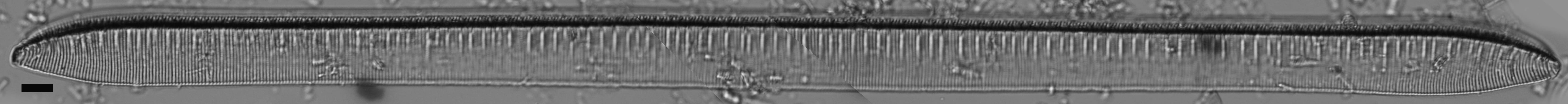 Tryblionella scalaris ANSP GC117914 14