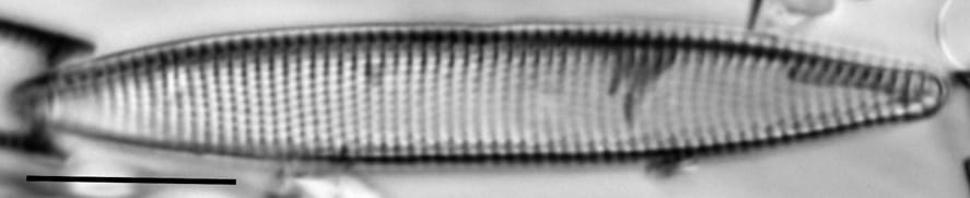 Nitzschia angustata LM1