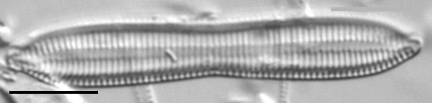 Tryblionella apiculata LM4