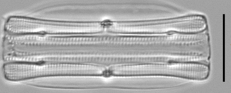 Tursiocola alata LM6