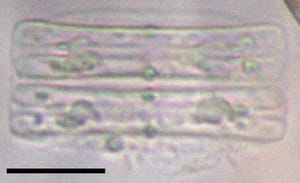 Tursiocola alata LM6