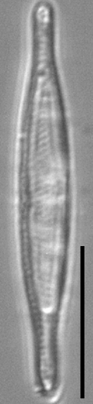 Tursiocola costata LM3 r