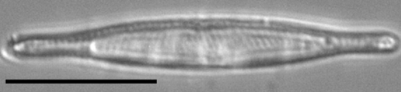 Tursiocola costata LM3 r