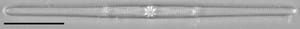 Tursiocola gracilis LM2