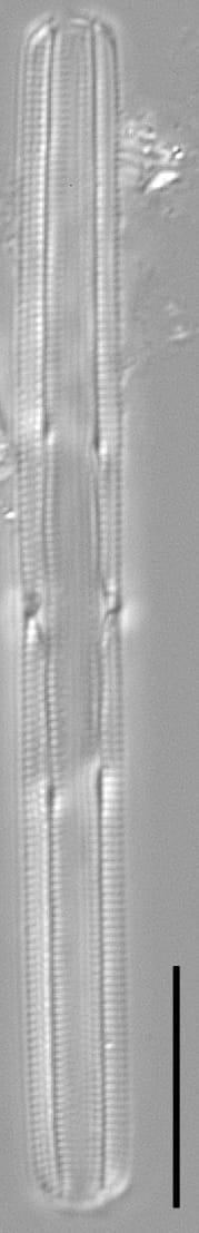 Tursiocola gracilis LM6