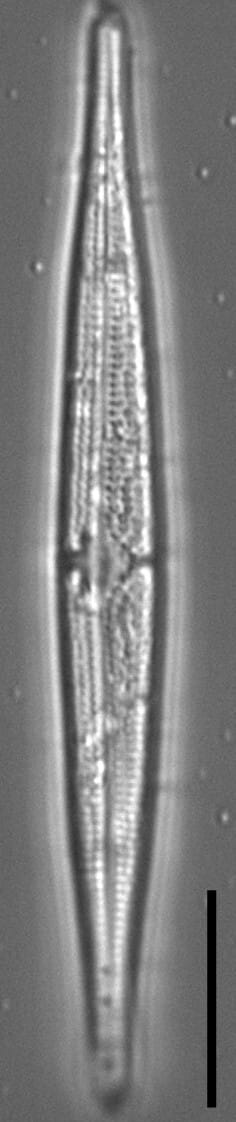 Tursiocola ziemanii LM2